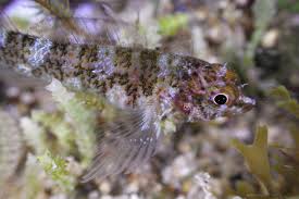 Image result for Enneapogon pretoriensis