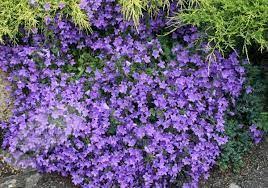 Image Result For Dividing Campanula Portenschlagiana Planten Tuin Tuinplanten