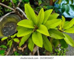 Image result for Sapotaceae