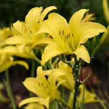 Prepare daylilies for the winter by cutting back the greenery to the ground and covering it with compost until it comes back in the. Hemerocallis Hyperion White Flower Farm