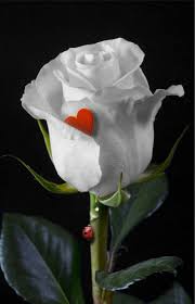 Pin su Flores