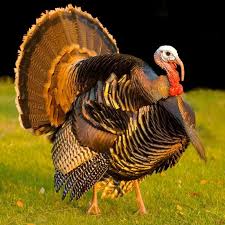 Turkey Birds Pinterest Turkey Bird Turkey Hunting Wild Turkey