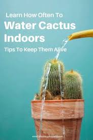 Have You Ever Wondered How To Water Cactus Most People Are At Lost On How Often You Should Really Water Indoor Cactus Plants Cactus House Plants Indoor Cactus