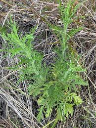 Image result for Nidorella aegyptiaca