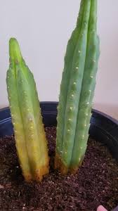 If its already powdered, an easy thing to do is an alcohol. Overwatered San Pedro San Pedro Cacti San Pedro Cactus