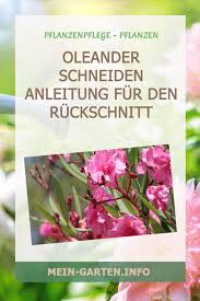 Beim schneiden muss man immer darauf achten,. Oleander Schneiden Anleitung Fur Den Richtigen Ruckschnitt