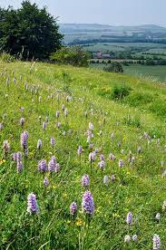 Wander The Wood Wild Orchid Orchids Woodland Flowers