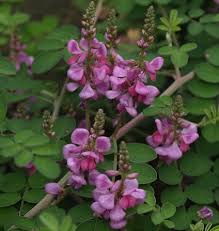 Image result for Indigofera roseo-caerulea