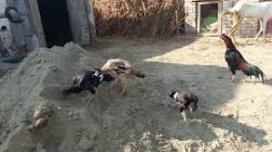 Check spelling or type a new query. Aseel Murga Farm Set Up Youtube
