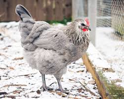 Olive Egger Olive Egger Pet Chickens Olive Egger Chicken