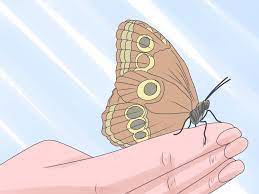 How To Care For A Caterpillar With Pictures Wikihow