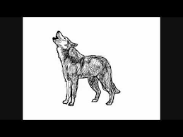 Comment dessiner une tête de loup. Dessin De Loup Comment Dessiner Youtube