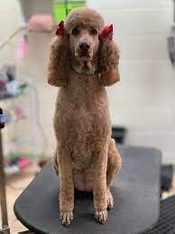 13227 nacogdoches road, san antonio, texas 78217, united states. Pink Poodle Pet Grooming Jones Maltsberger Rd Home Facebook