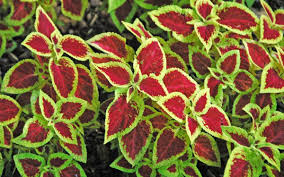 Image result for Coleus stachyoides