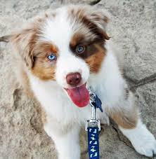 Mini Black And Brown Australian Shepherd I Do Love Aussie Shepherds Our Brady Is A Blue Merle Mostly Black And White With A Little Australian Shepherd Australian Shepherd Puppies Aussie Shepherd