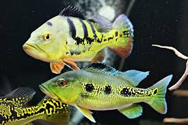 Simak ulasan jenis ikan hias air tawar yang bisa dicampur berikut ini. Pesona Ikan Hias Predator Air Tawar Jadi Incaran Para Kolektor Cari Tahu Jenisnya Yuk