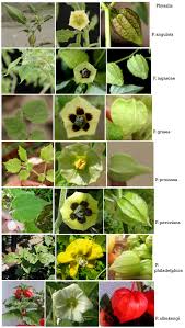 Image result for Psychotria sublyrata