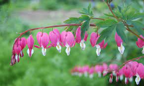 Plant with little pink heart shaped flowers. Lamprocapnos Wikipedia