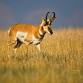 Pronghorn Safari Rides event image