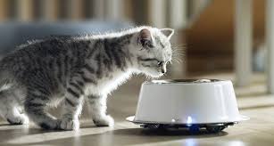 Kitten Development When Does A Kitten Become A Cat