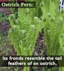 Check spelling or type a new query. 570 Fern Ideas Ferns Plants Shade Garden
