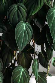 The Philodendron Mican Is Like Velvet In Plant Form Philodendron Plant Plants Trailing Plants