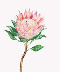 Illustrated King Protea Print Botanical Flowers Flower Drawing Protea Flower
