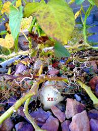 Image result for Dioscorea minutiflora