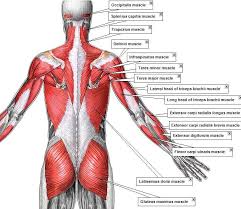The calm and cheerful woman stretching her back while doing yoga. Muscle Anatomy Muscle Anatomy Muscle Back Muscles