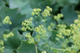 Image result for Alchemilla microbetula