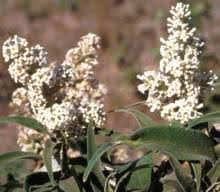 Image result for Buddleja salviifolia