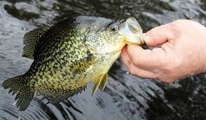 As proof of bigger catch, anglers take pictures of their slab crappies by the tape measure to show the actual size. Georgia Crappie Fishing Guide