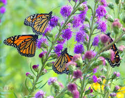 Purple Butterfly Flower Power 5 Purpular Butterfly Plants Butterfly Plants Monarch Butterfly Garden Butterfly Flowers