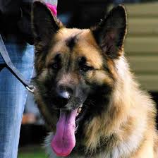 Check spelling or type a new query. Shiloh Shepherd Owners Of Atlantic Canada Home Facebook