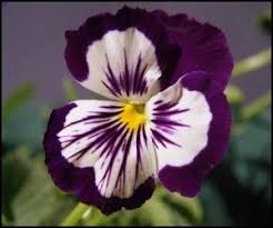 1st anniversary flowers for your first milestone. 1st Anniversary Flowers And Meanings Anniversary Gifts By Year