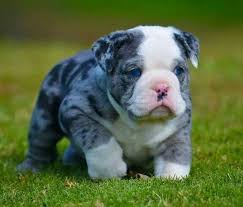 Looking for a dog with a superior lineage? Blue Merle Bulldog English Bulldog Puppies Bulldog Puppies Cute Dogs
