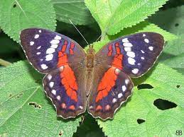 Anartia Amathea Photo Beautiful Butterflies Butterfly Painting Fragile Art