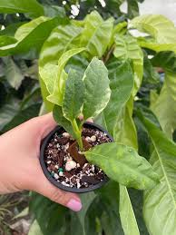 Image result for hoya multiflora