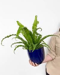 Image result for sleziník Asplenium