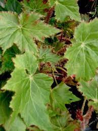 After Almost 2 Years My Unidentifiable Begonia Has Been Identified I Own An Immense Begonia Begonias E Plantas