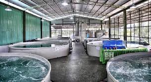 Di jual tanah dan bangunan berikut 24 kolam ikan siap tabur lokasi di cinegara caringin bogor lokasi dari jln raya sekitar 1km akses masuk mobil cocok. Putatan Perintis Sistem Perladangan Akuakultur Pintar Sas