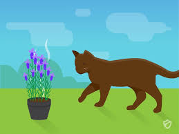 How to keep cats from pooping in your flower garden. How To Stop Cats Pooping In My Garden Cats Repellent Guide