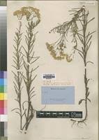 Image result for Nidorella welwitschii