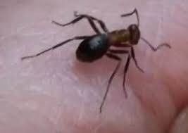Getting bed bugs identified hiring a pest control company resources. Allegheny Mound Ants Richmond Va Bed Bug Pest Control Company Rva Pest Elimination