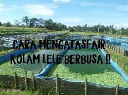 Tips Cara Mengatasi Air Kolam Ikan Lele Berbusa Youtube