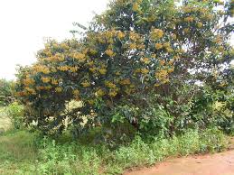 Image result for Harungana madagascariensis