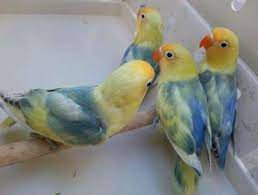Parblue atau partial blue merupakan jenis lovebird hasil mutasi genetik yang memiliki banyak lovebird biola masih termasuk dalam ras sable atau fischeri. Parblue And Sable Fischer Lovebirds For Sale In Rosemead California Classified Americanlisted Com