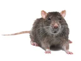 Our services are designed to provide you with the instant relief you need and the lasting protection you deserve. Critter Control Humane Wildlife Removal Animal Control