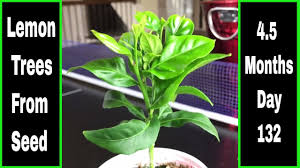 First, i gently removed the seeds from an organic lemon. Growing Lemon Trees From Seed 12 Months Old Update Youtube
