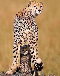 Baby Cheetah Is Standing At His Mother S Feet Animals Animals Wild Cute Animals Animals